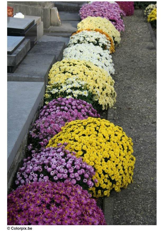 Foto cementerio - crisantemos