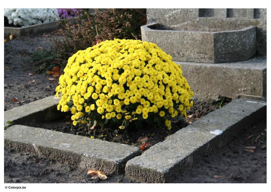 Foto cementerio