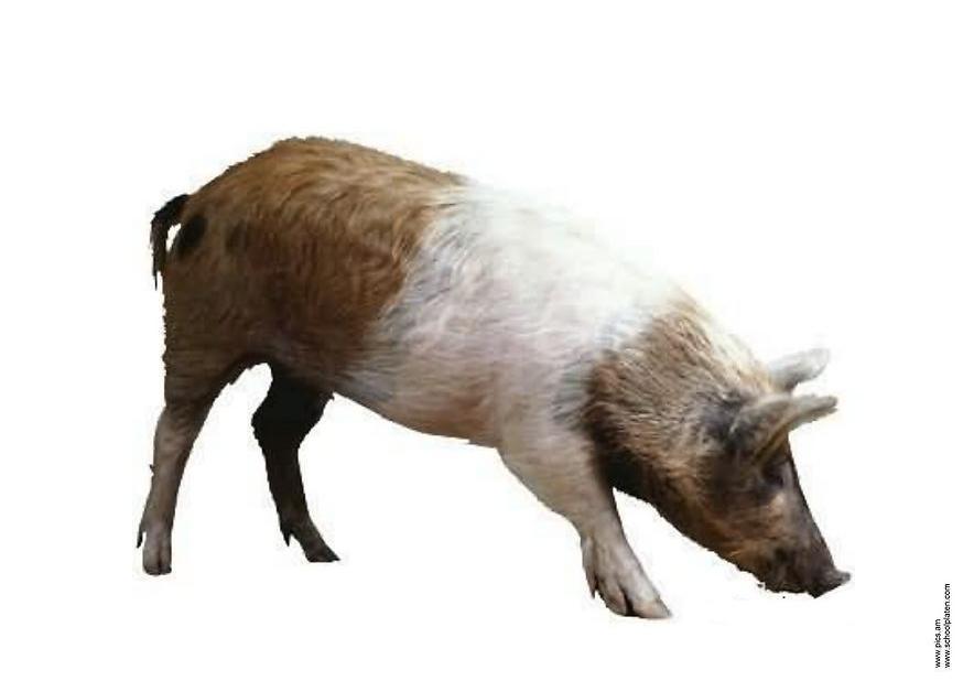 Foto cerdo