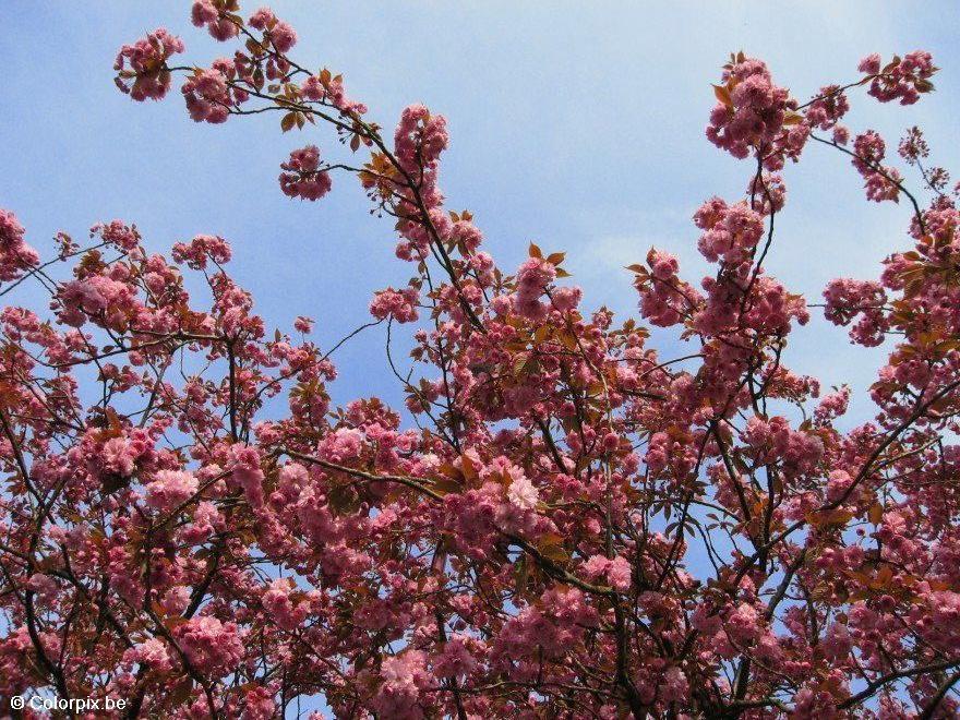 Foto cerezo japonA©s