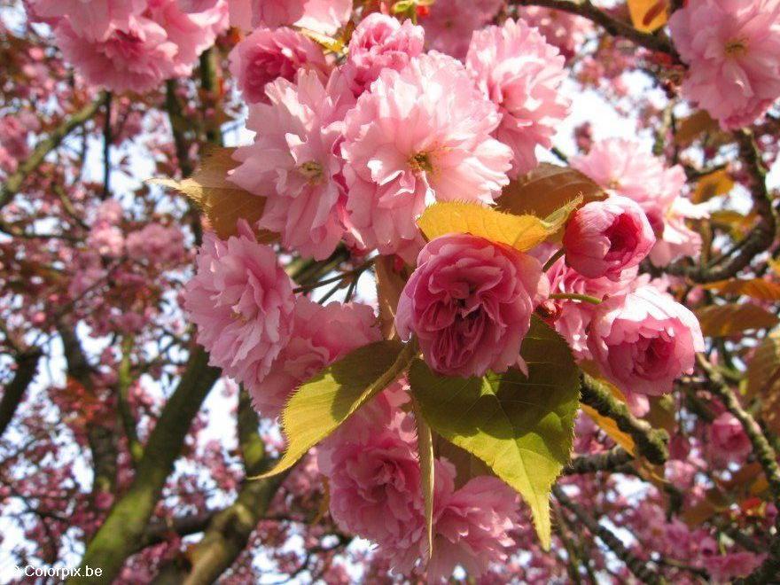 Foto cerezo japonA©s