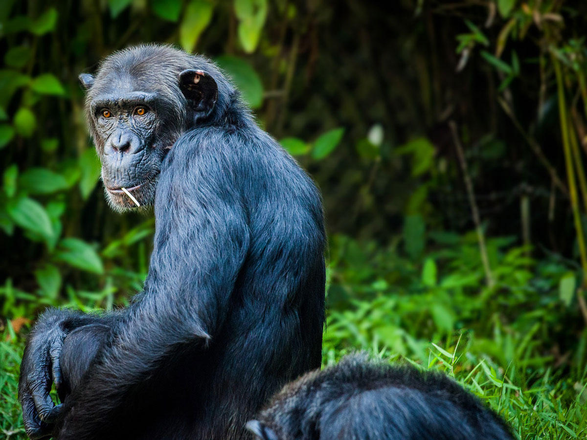 Foto chimpancA©