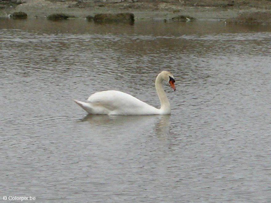 Foto cisne