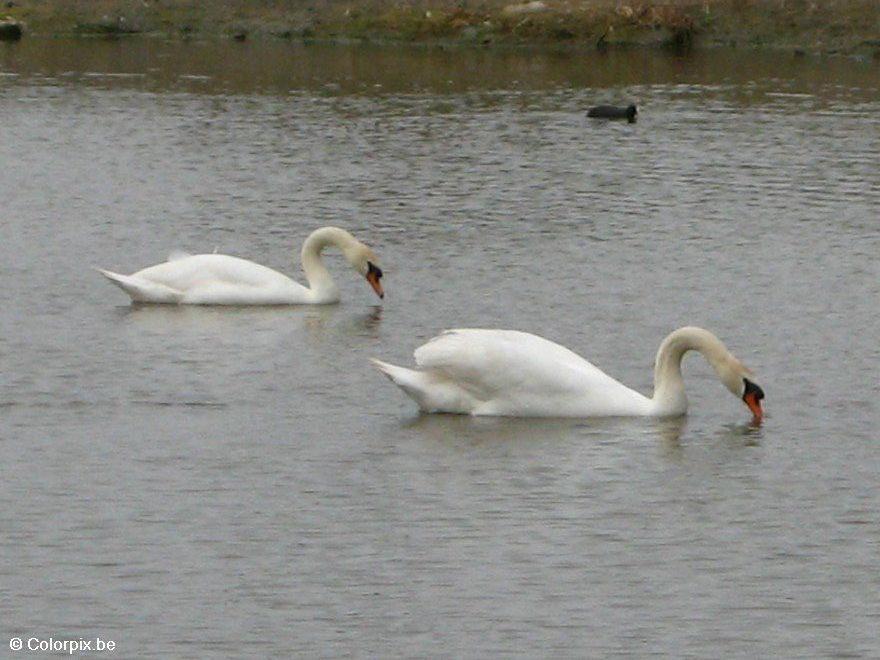 Foto cisnes