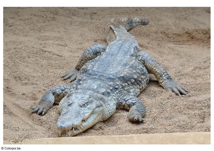 Foto cocodrilo