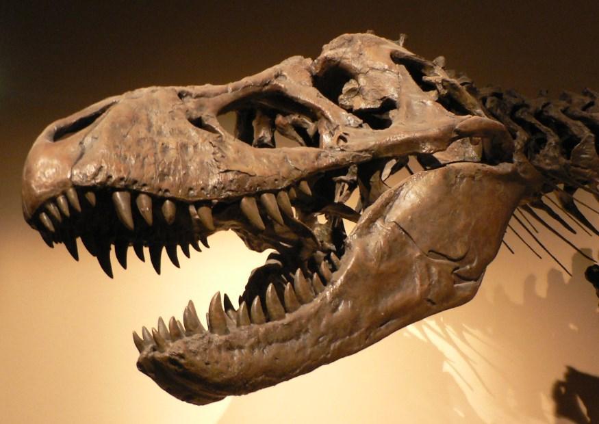 Foto crA¡neo de tyrannosaurus rex