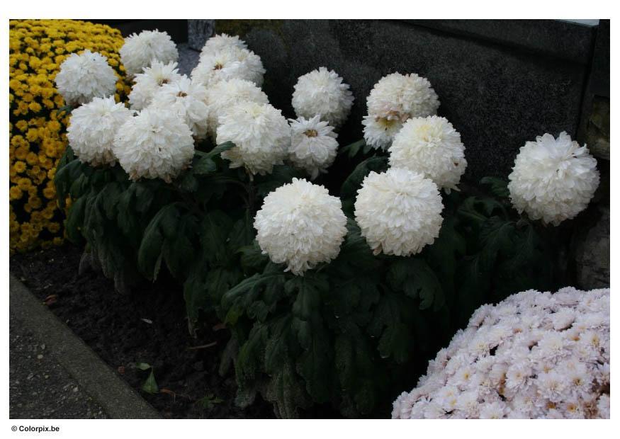 Foto crisantemos - cementerio
