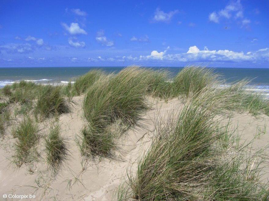 Foto dunas en la costa