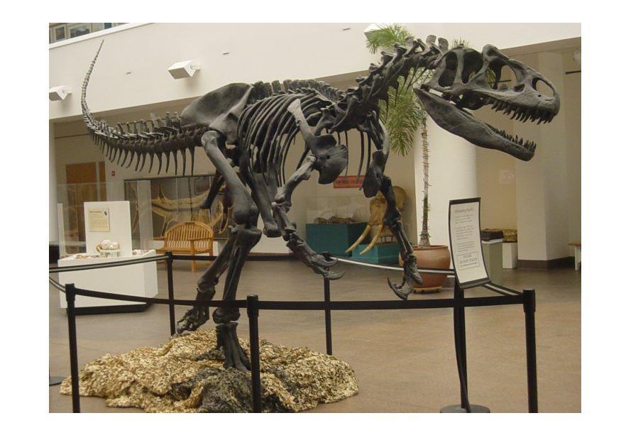 Foto esqueleto de allosaurus