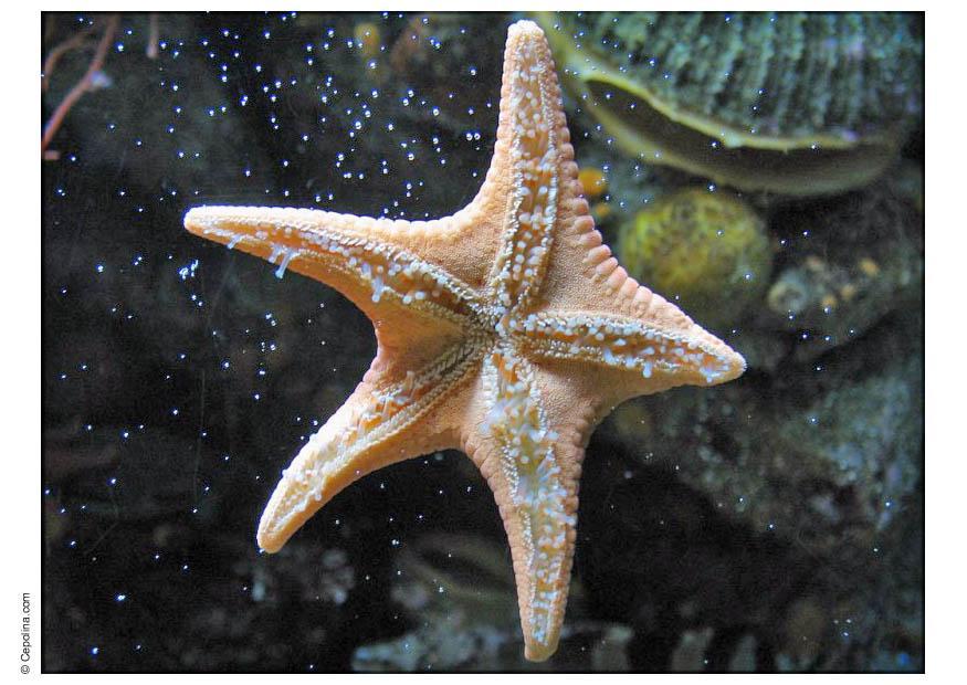 Foto estrella de mar
