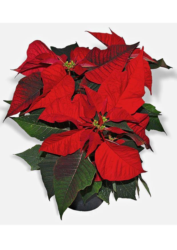 Foto estrella de navidad
