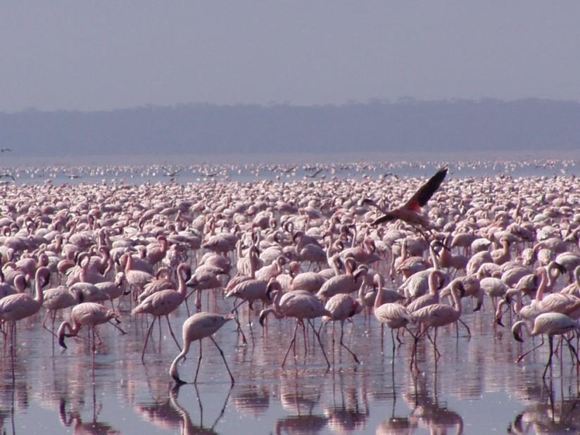 Foto flamencos