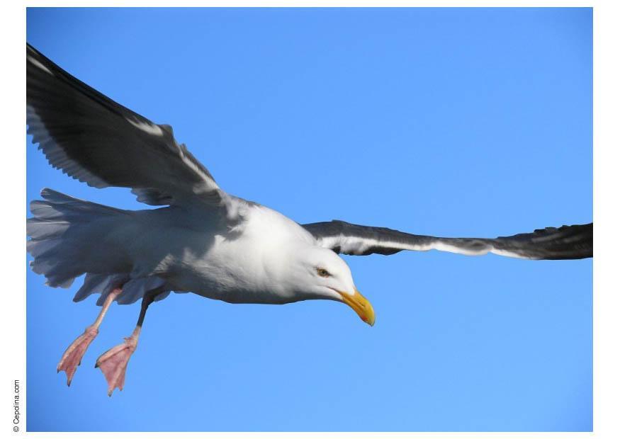 Foto gaviota