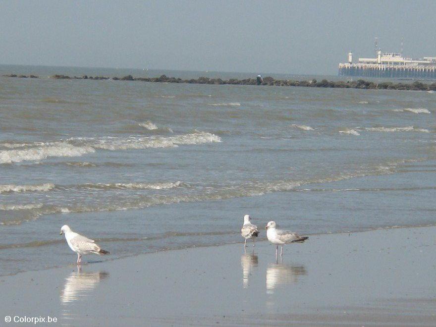 Foto gaviotas