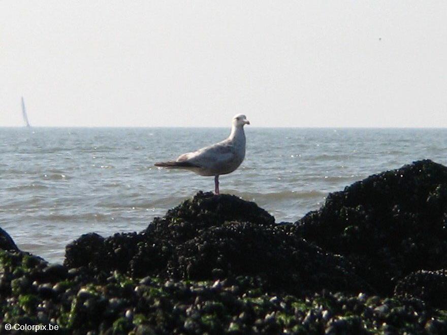 Foto gaviotas