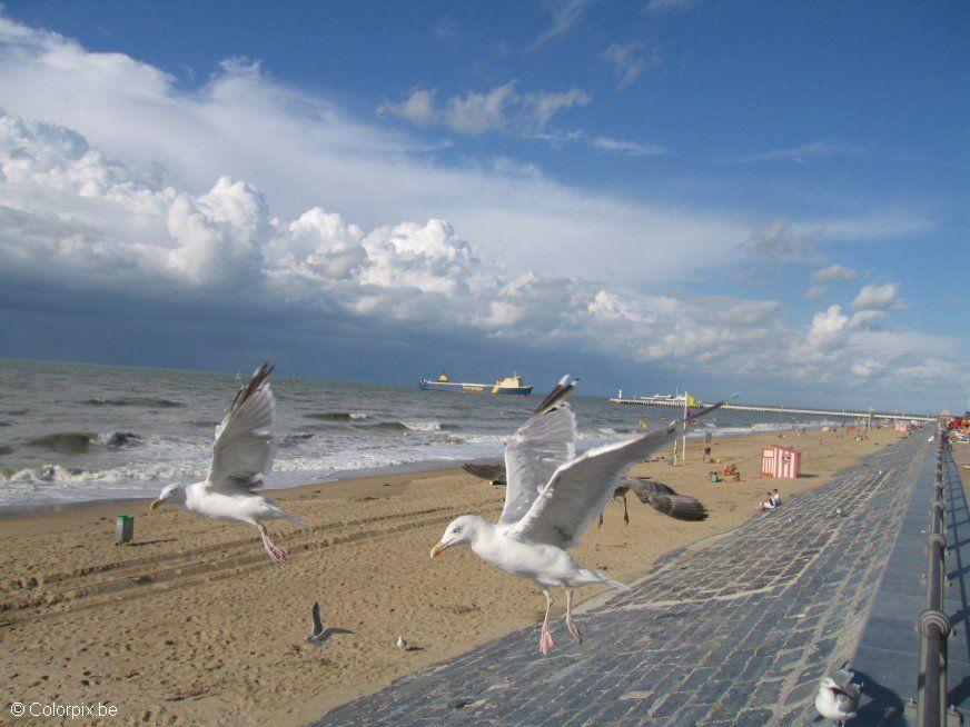 Foto gaviotas en la playa