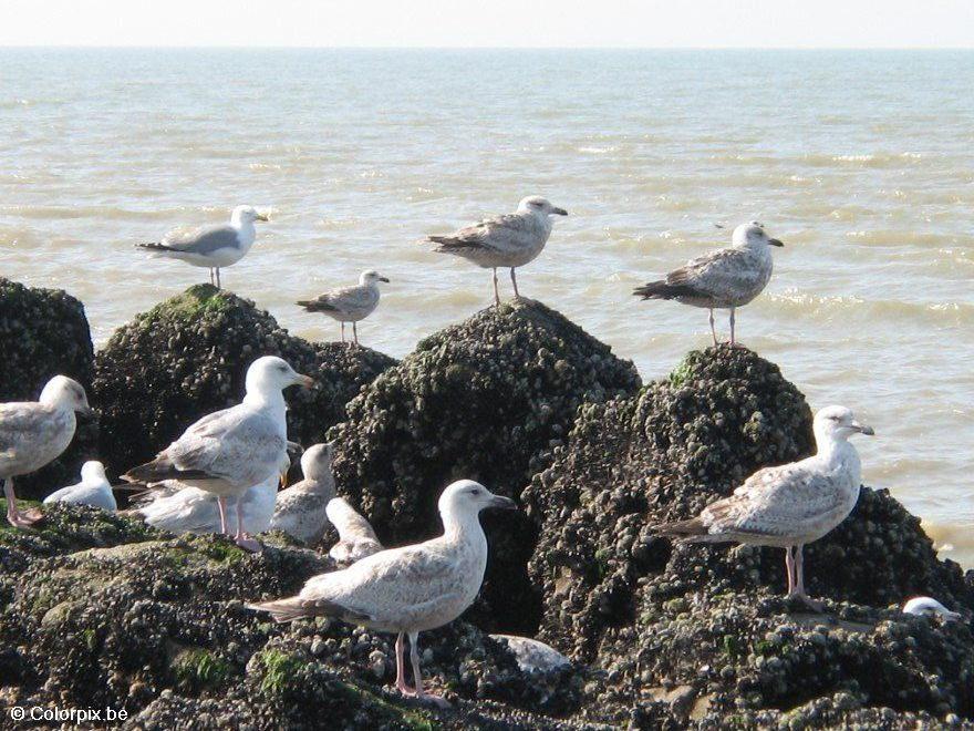 Foto gaviotas plateadas