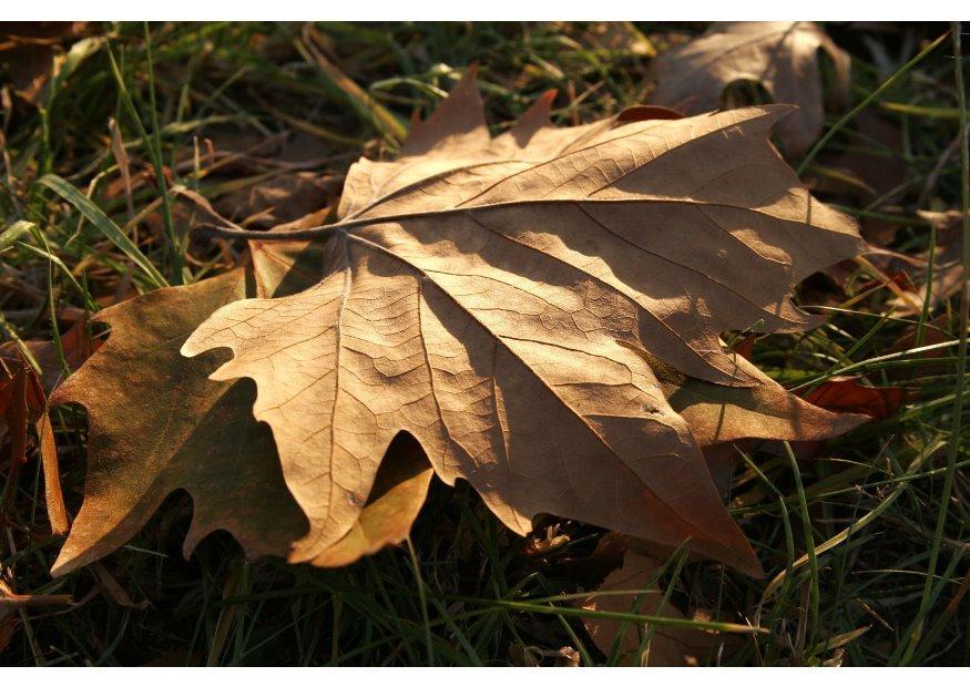 Foto hoja de otono