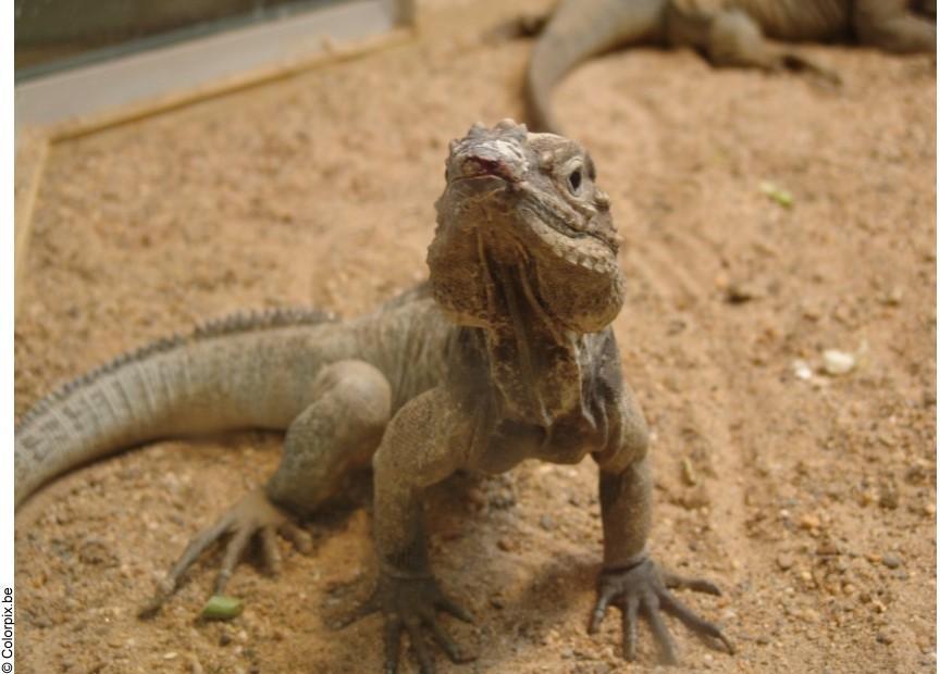 Foto lagarto