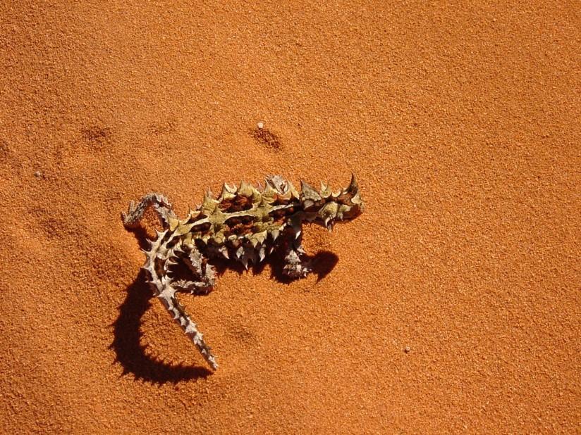 Foto lagarto