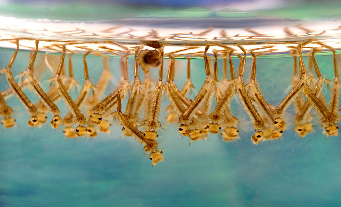 Foto larvas de mosquito