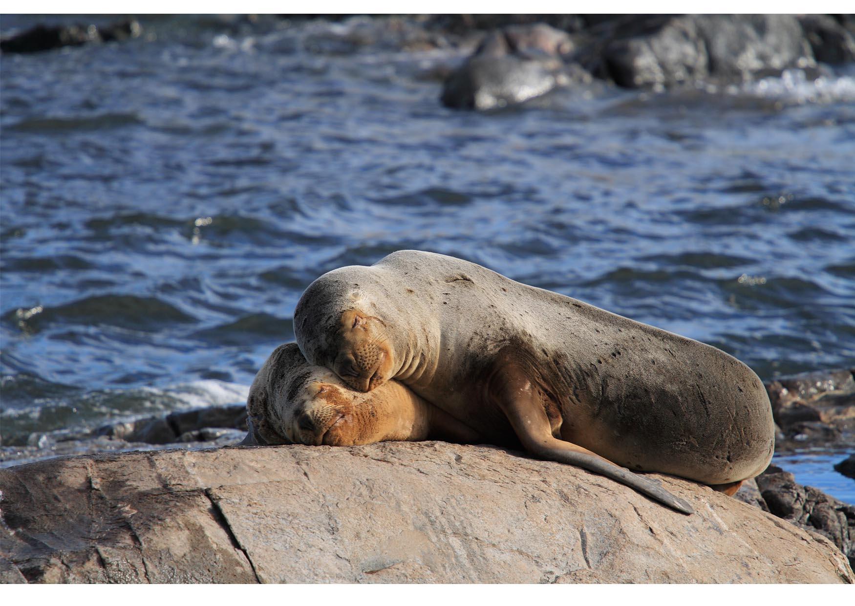 Foto leones marinos