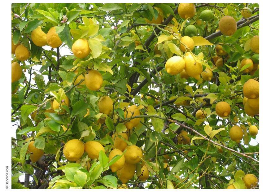 Foto limones