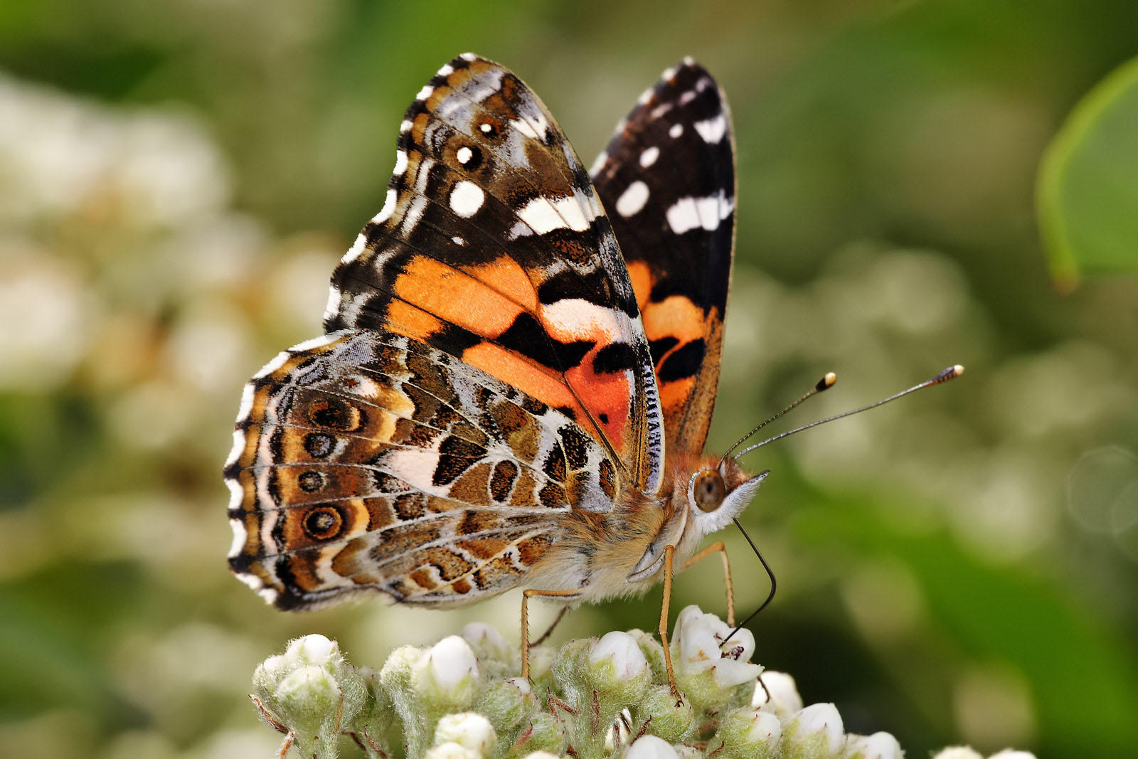 Foto mariposa - australian painted lady