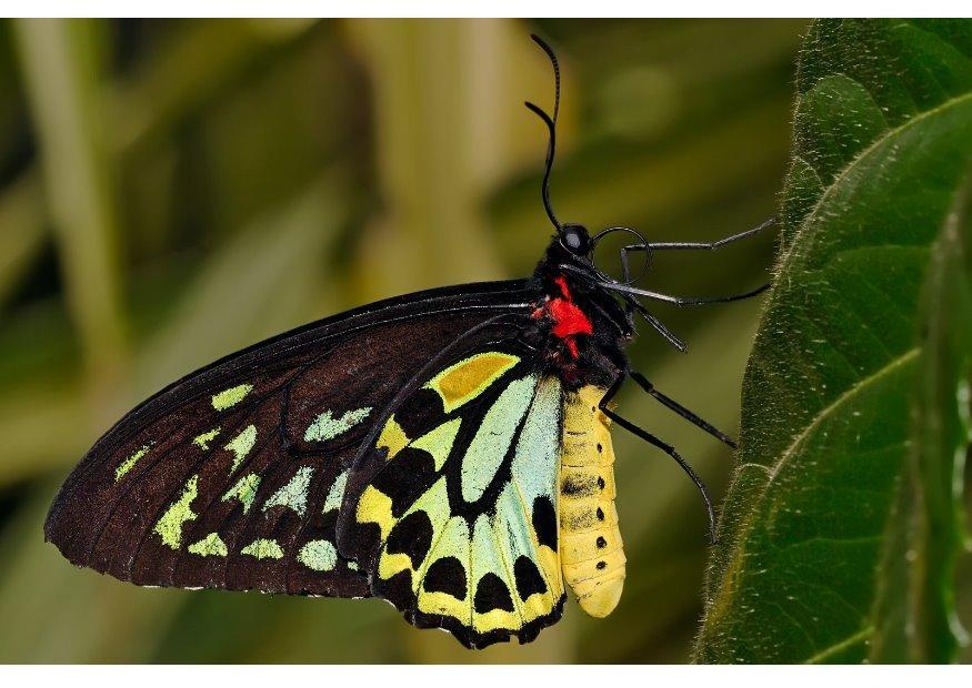 Foto mariposa