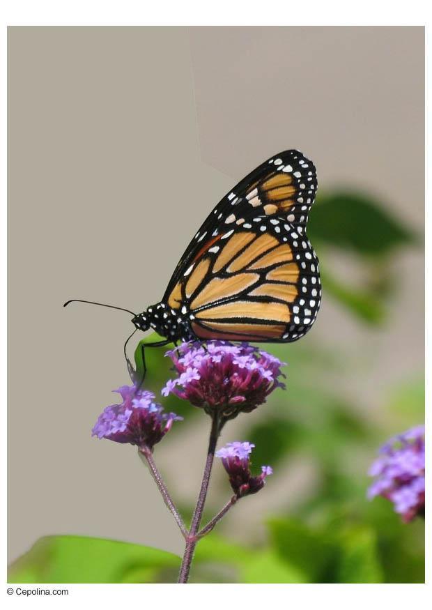 Foto mariposa