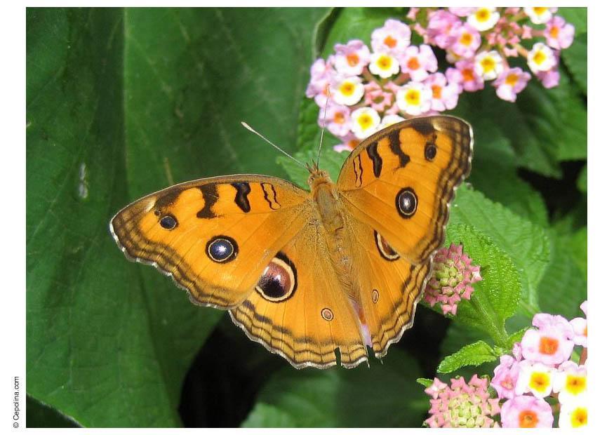 Foto mariposa