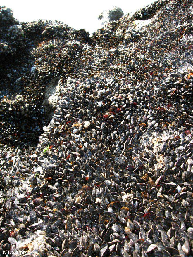 Foto mejillones