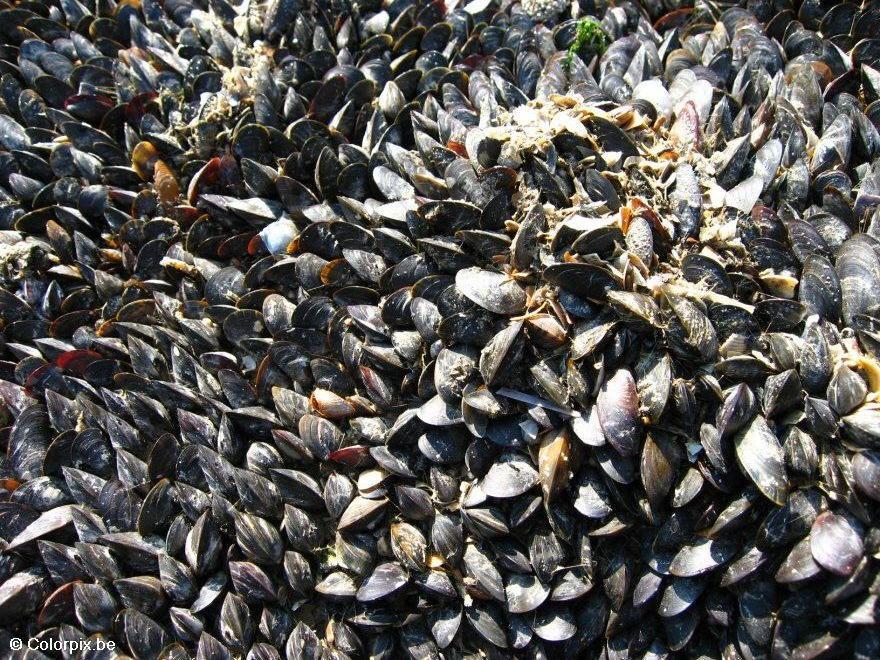 Foto mejillones