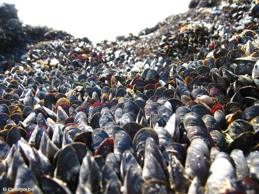 Foto mejillones