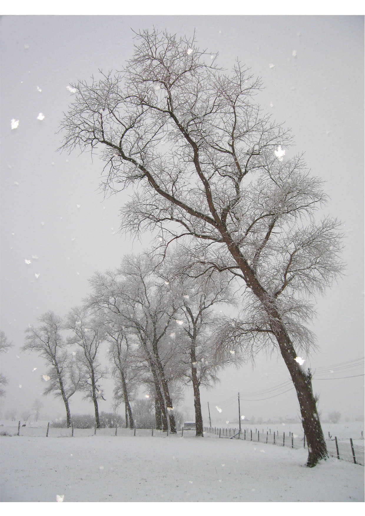 Foto nieve - paisaje invernal