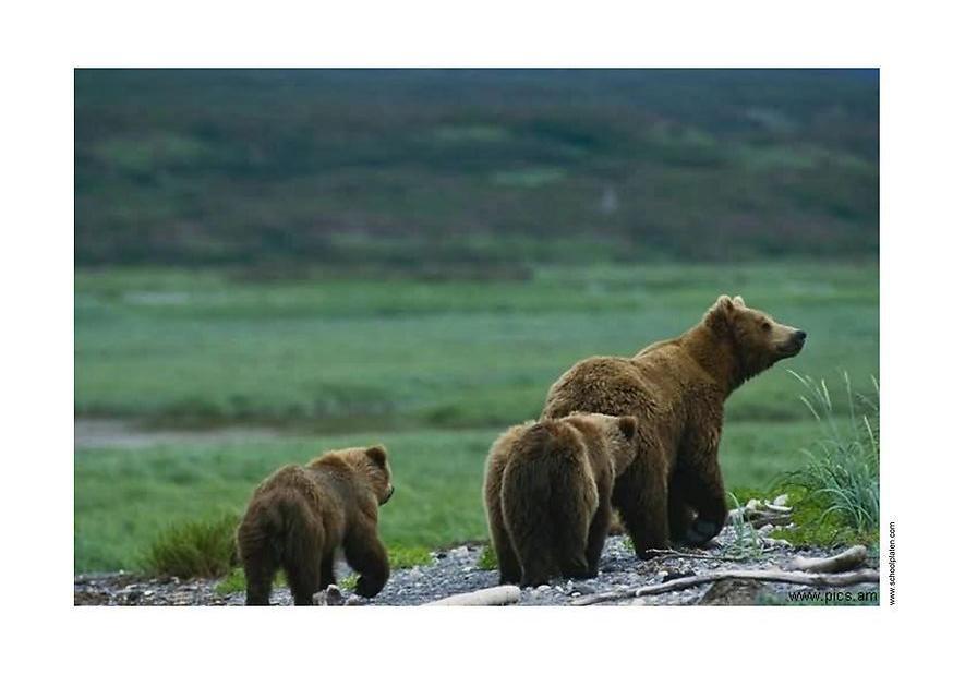 Foto oso