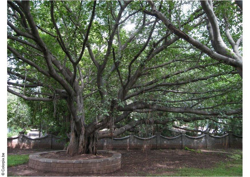 Foto parque ghandi, museo de puna