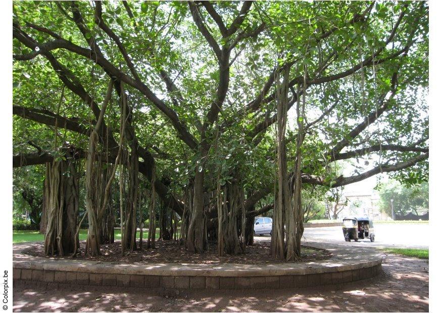 Foto parque ghandi, museo de puna