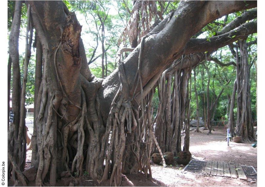 Foto parque puna