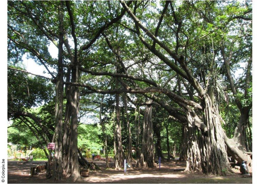 Foto parque puna