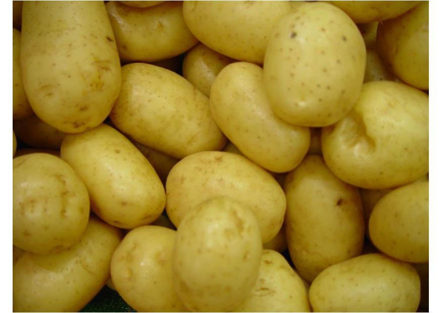 Foto patatas