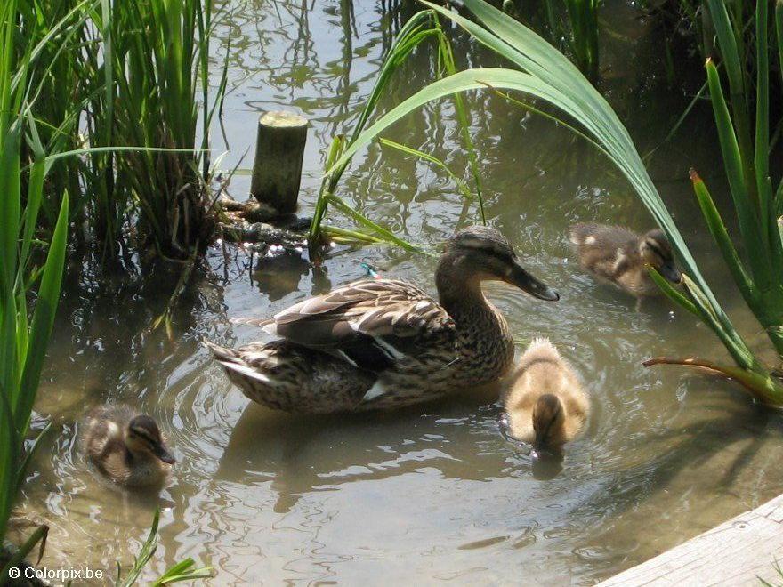 Foto pato con polluelo