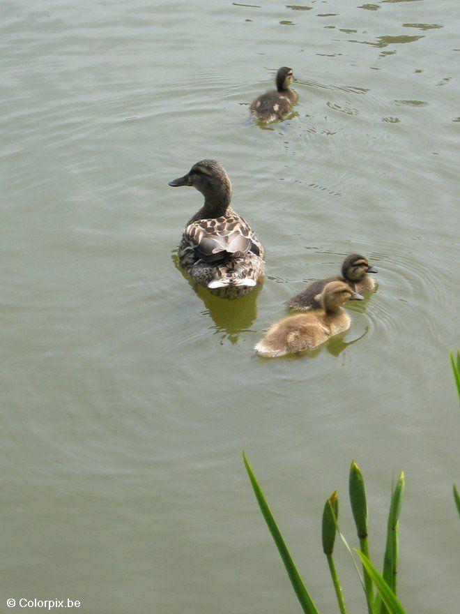 Foto pato con polluelos