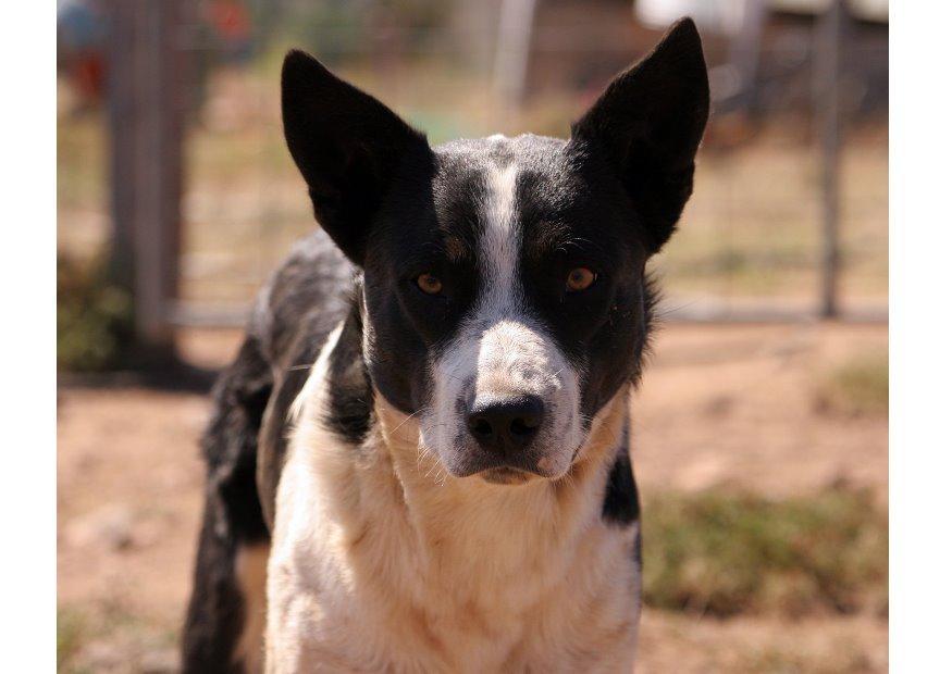 Foto perro