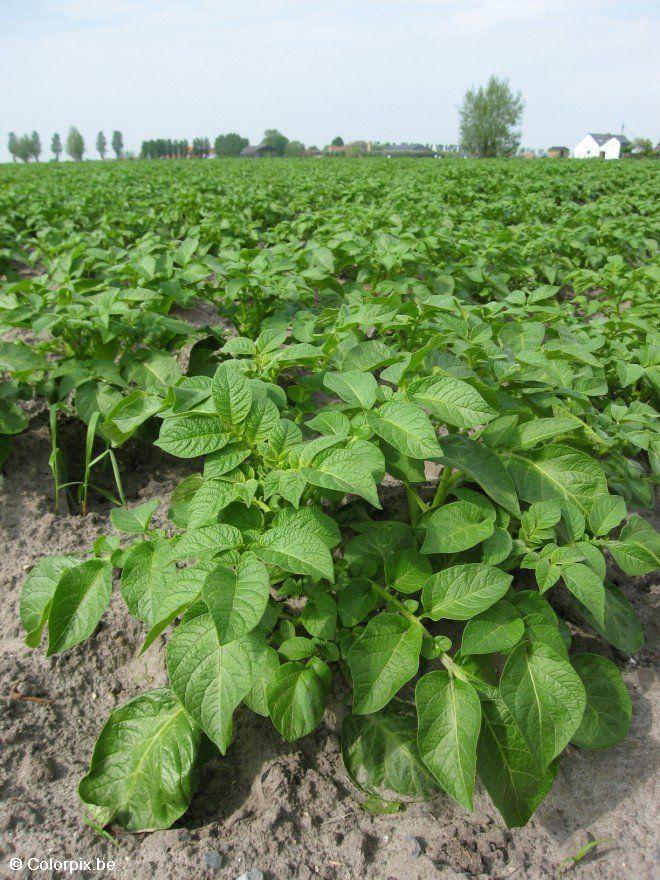 Foto planta de la patata