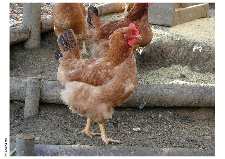 Foto pollo