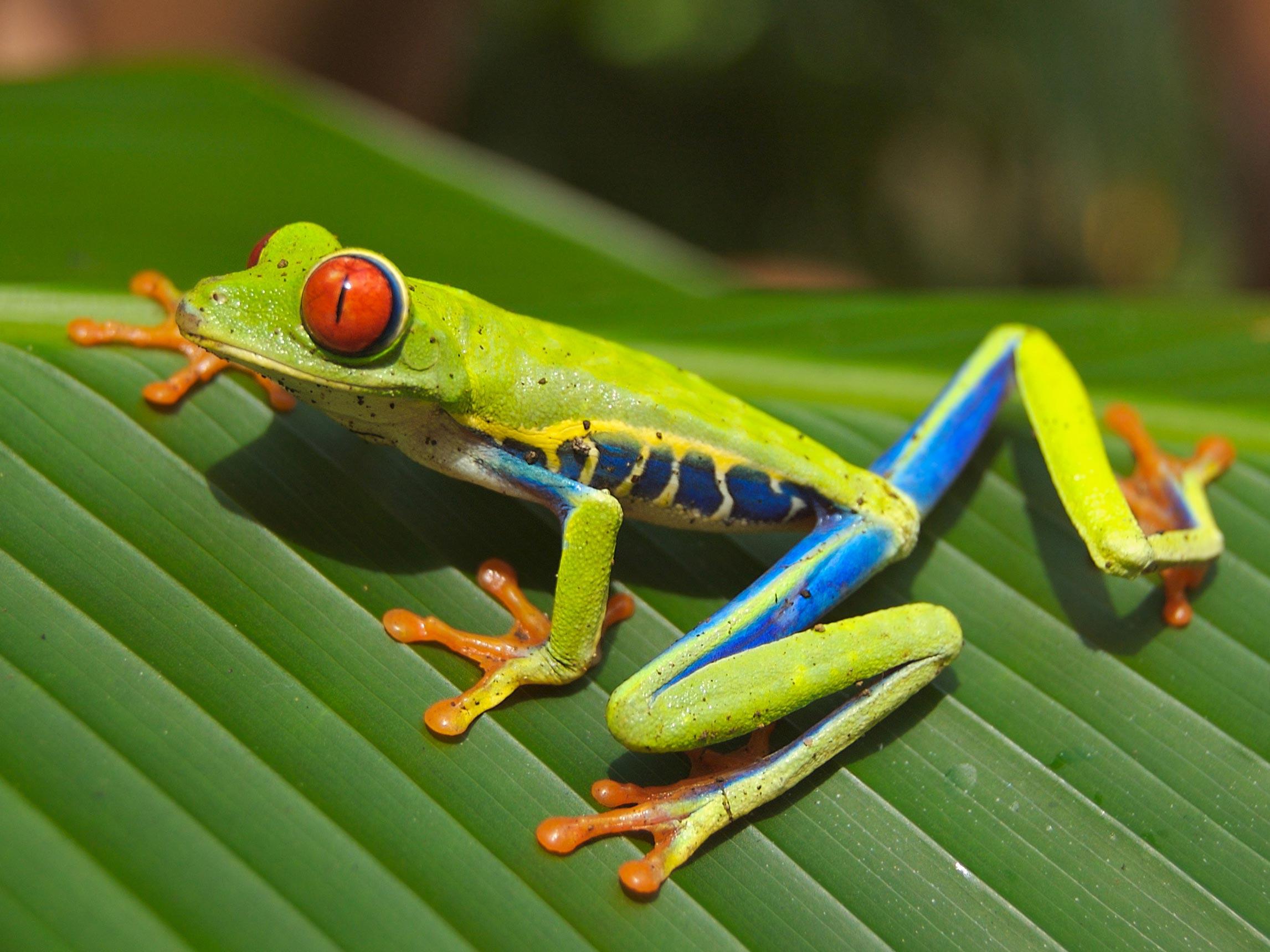 Foto rana de A¡rbol