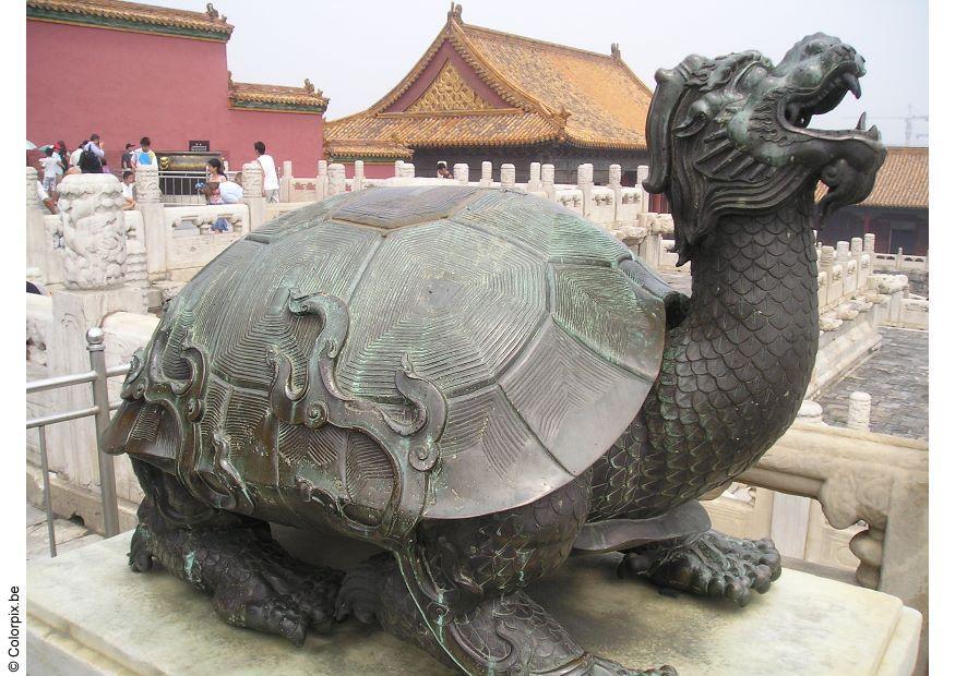 Foto tortuga