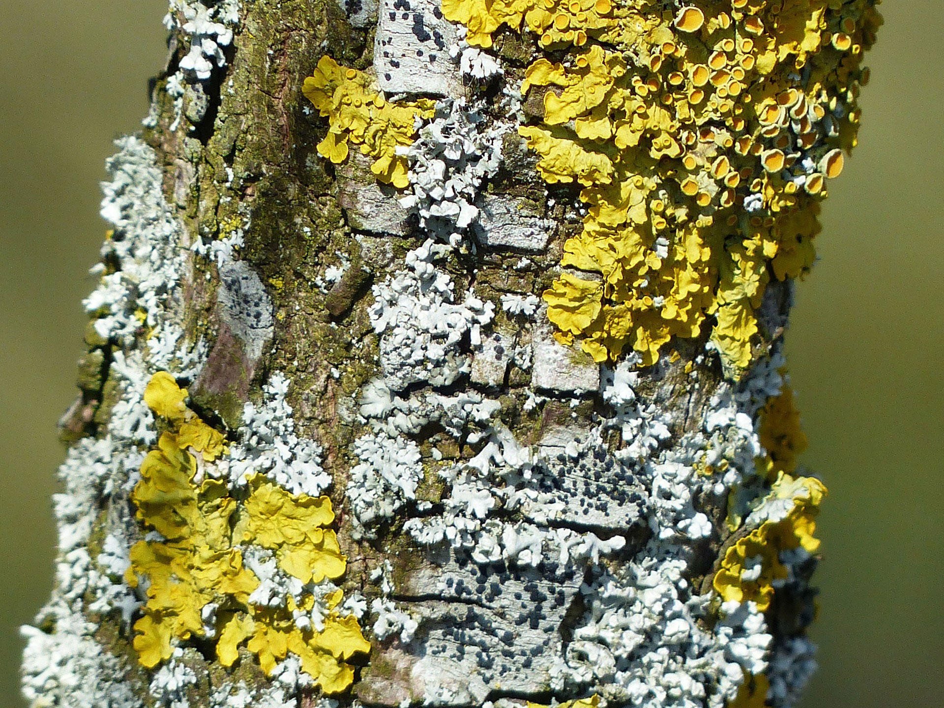 Foto tronco de A¡rbol con musgo