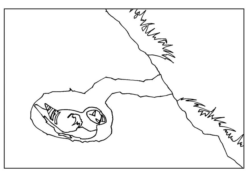 frailecillo en nido Dibujo para colorear frailecillo en nido